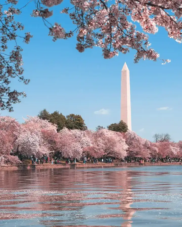 Washington Monument behind cherry blossoms at the Tidal Basin